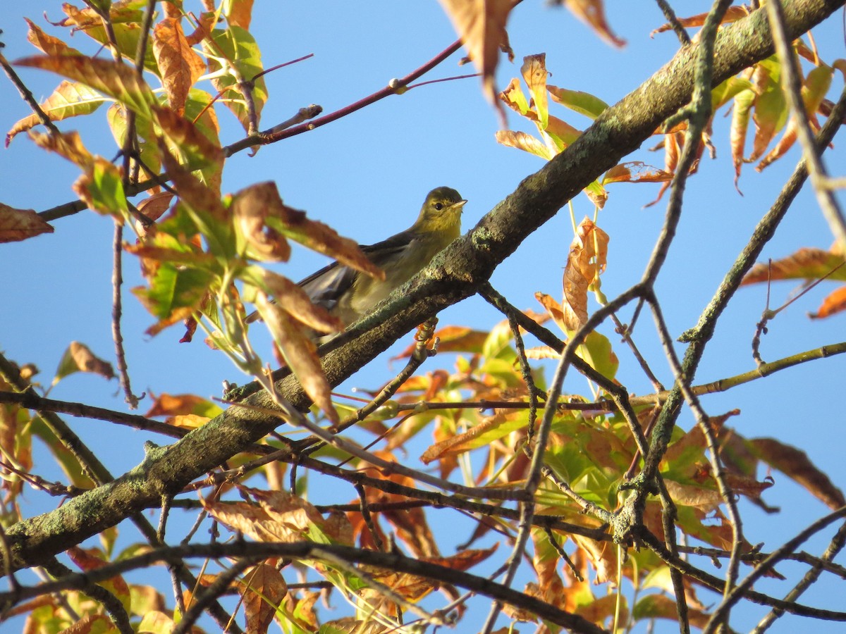 Blackpoll Warbler - ML643000371