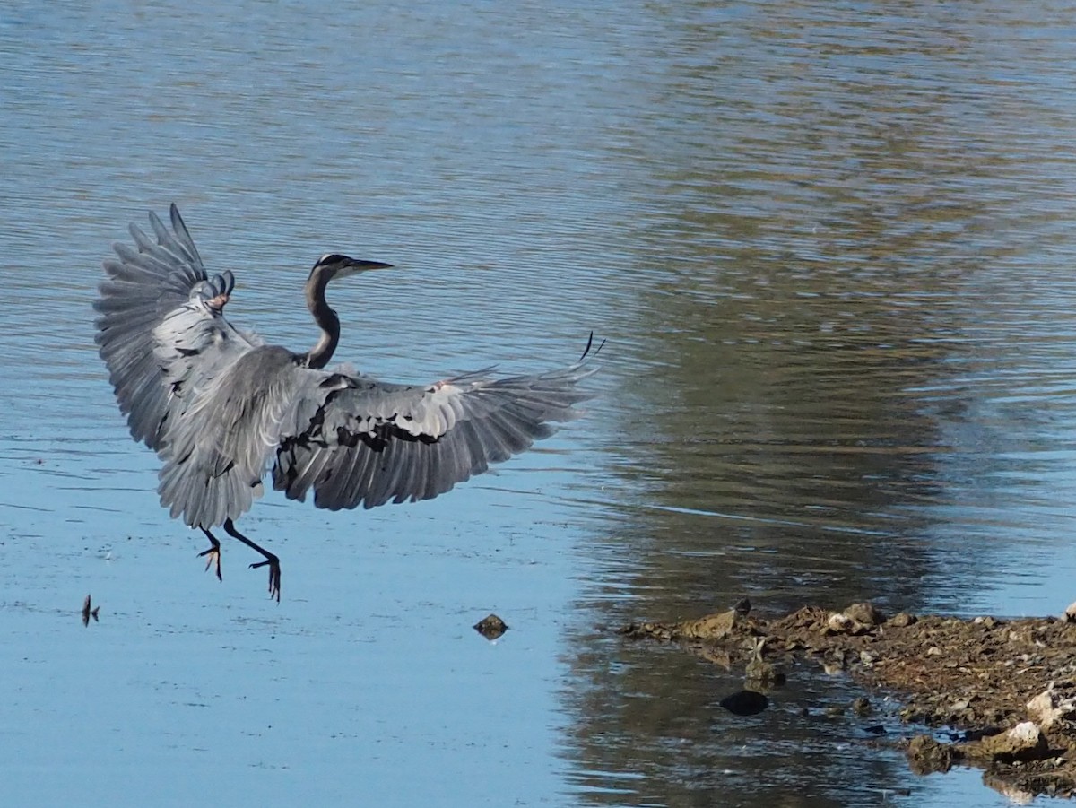 Great Blue Heron - ML643000373
