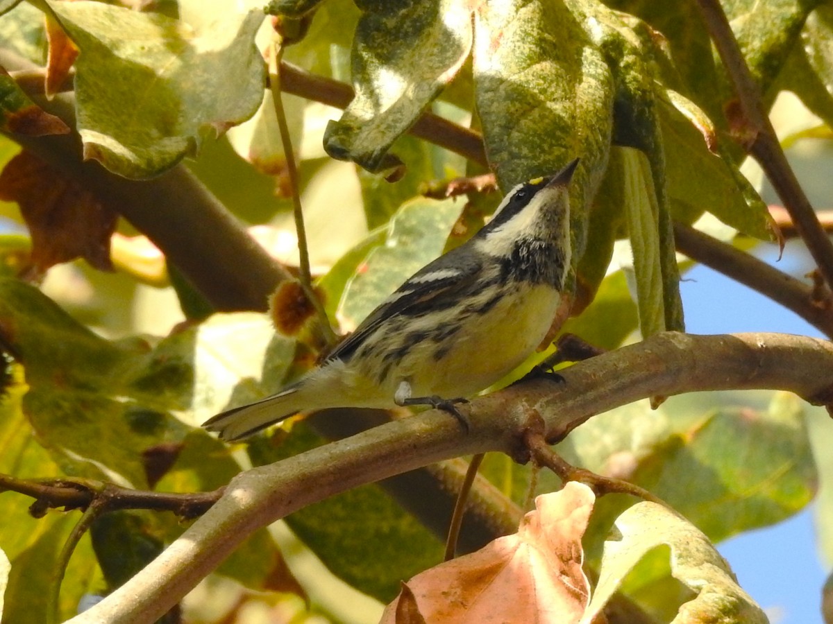 Black-throated Gray Warbler - ML643000394