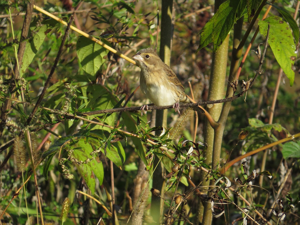 Dickcissel - ML643000395