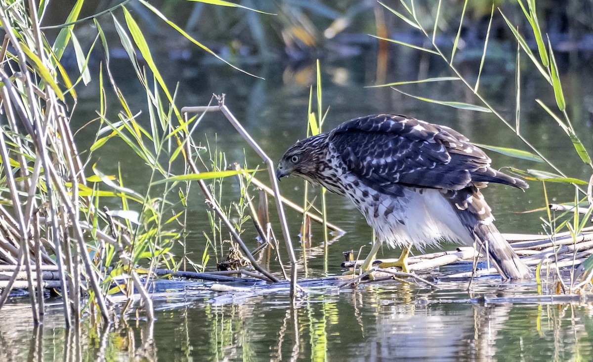 Cooper's Hawk - ML643000403