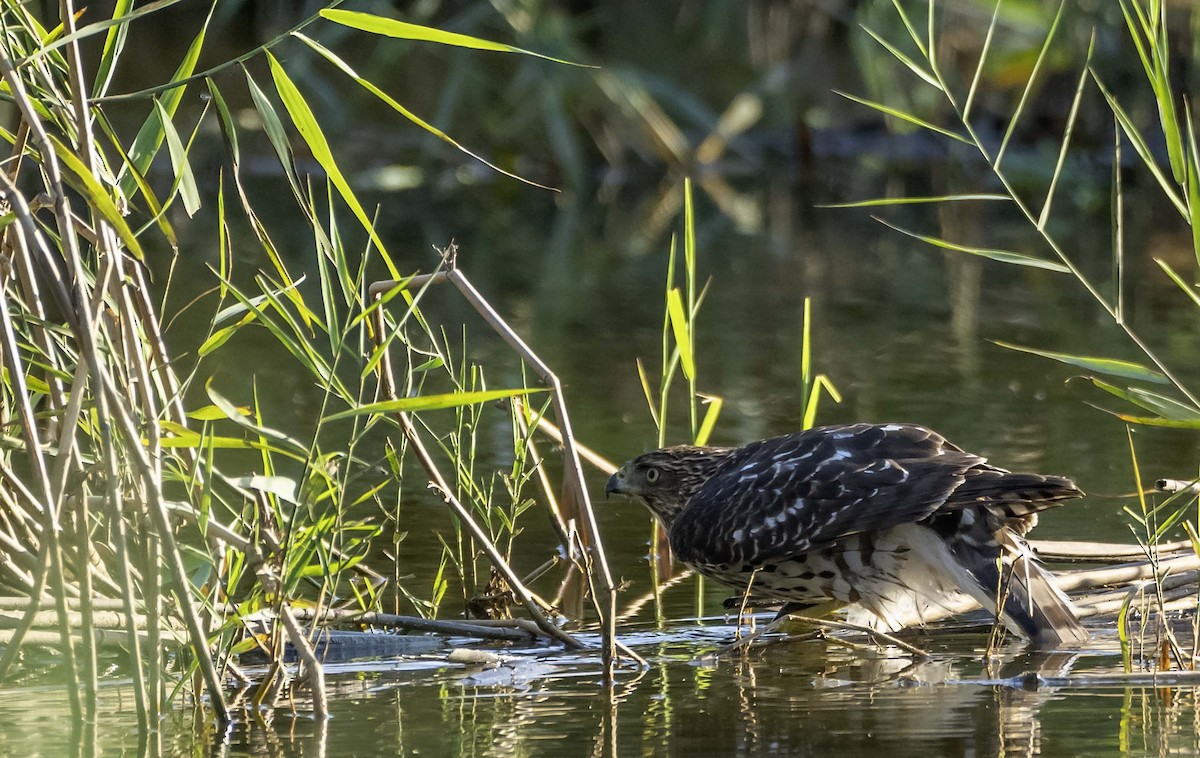 Cooper's Hawk - ML643000404