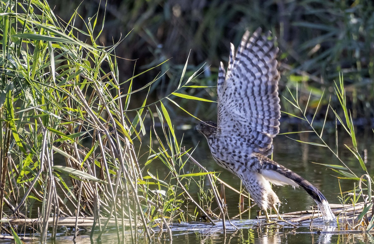 Cooper's Hawk - ML643000405