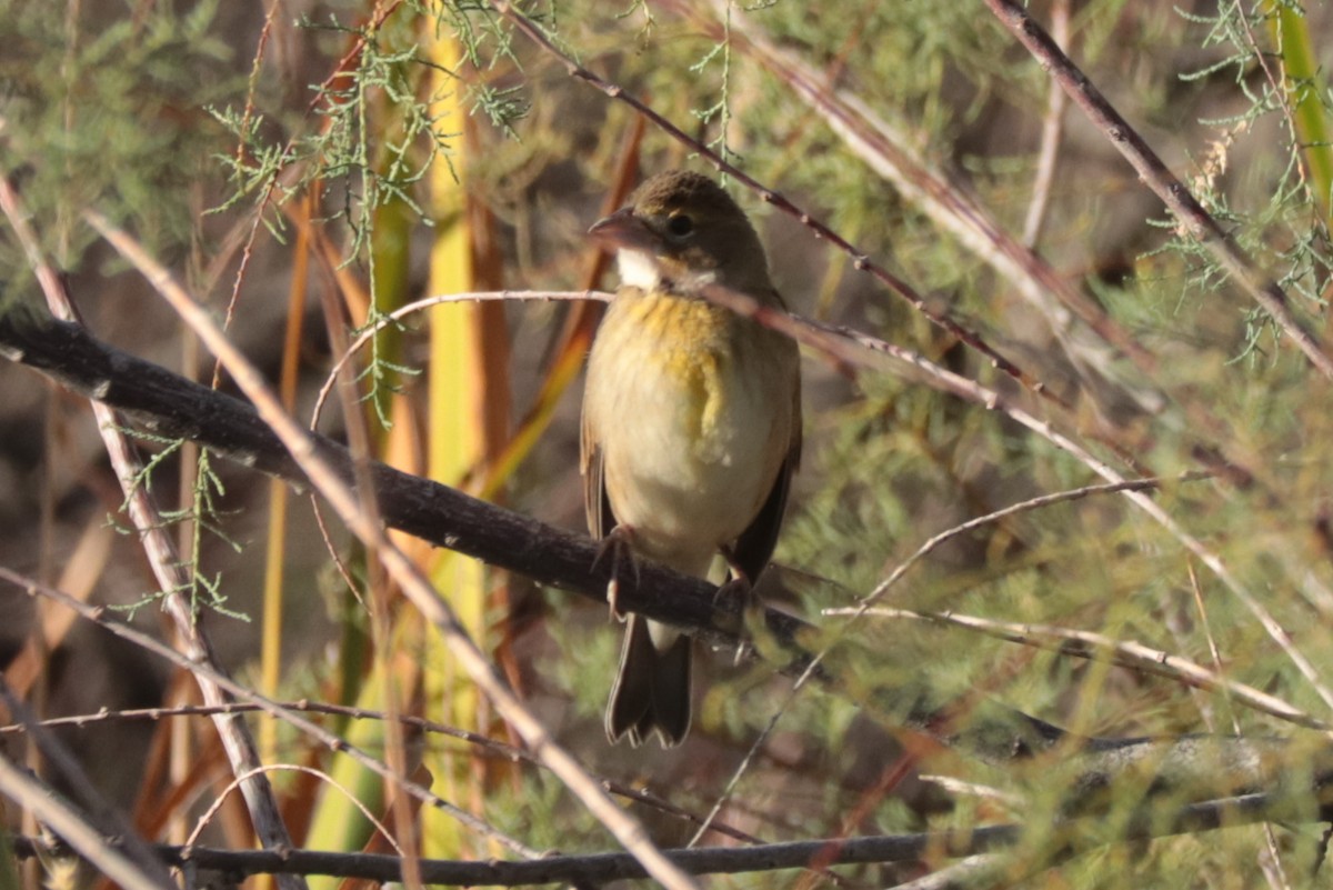Dickcissel - ML643000417