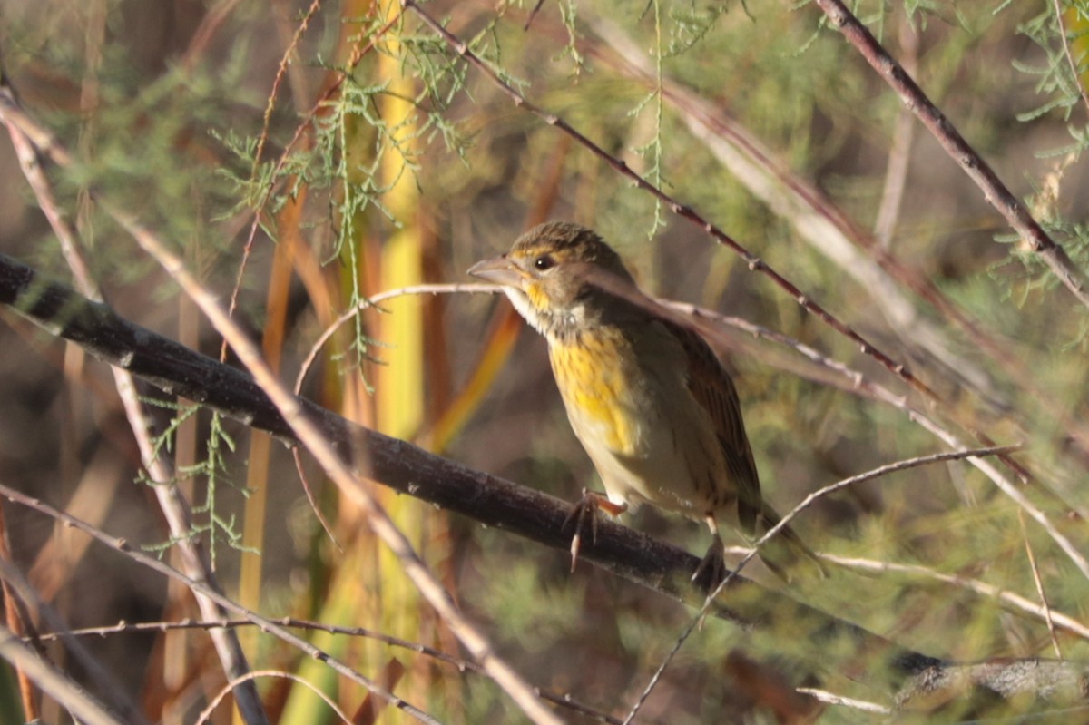 Dickcissel - ML643000418