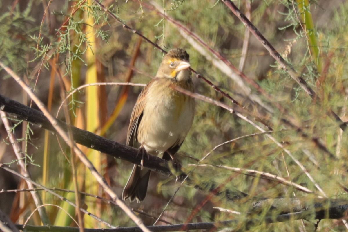 Dickcissel - ML643000419