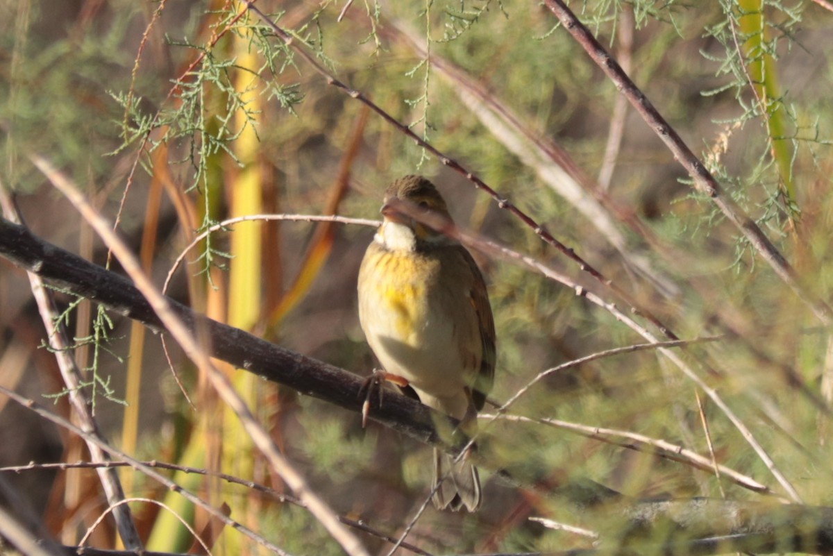 Dickcissel - ML643000420