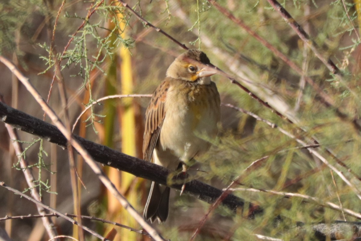 Dickcissel - ML643000421