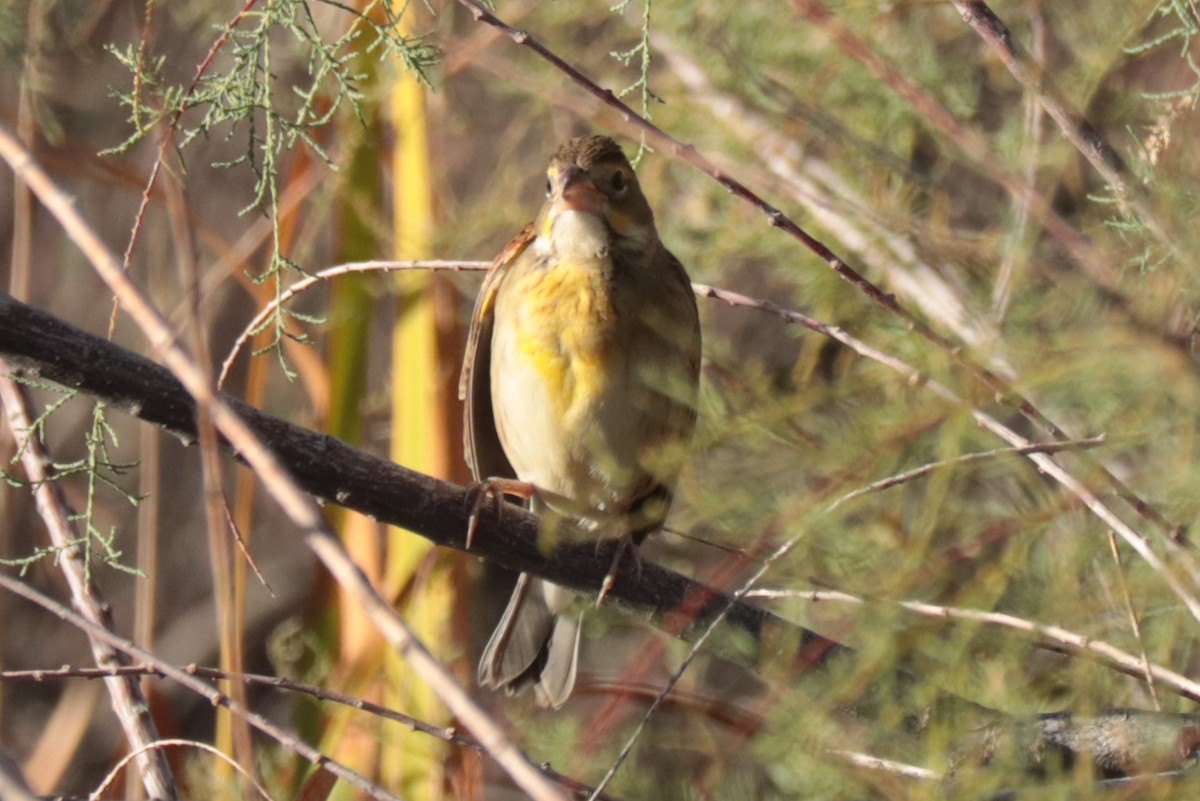 Dickcissel - ML643000422