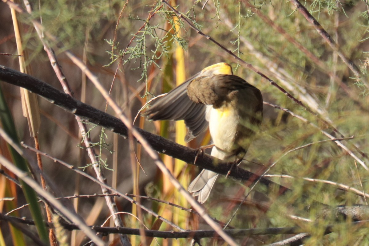 Dickcissel - ML643000423