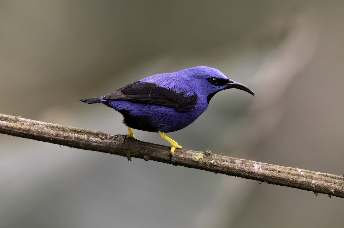 Shining Honeycreeper - ML643000493