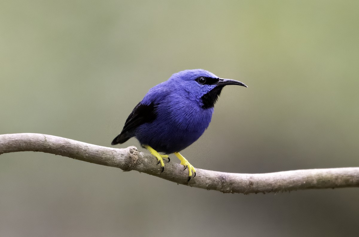 Shining Honeycreeper - ML643000496
