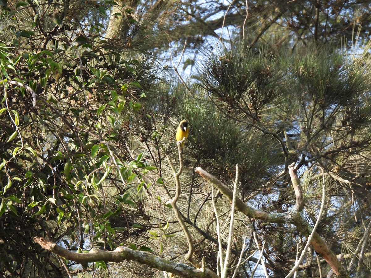 Black-headed Siskin - ML643000498