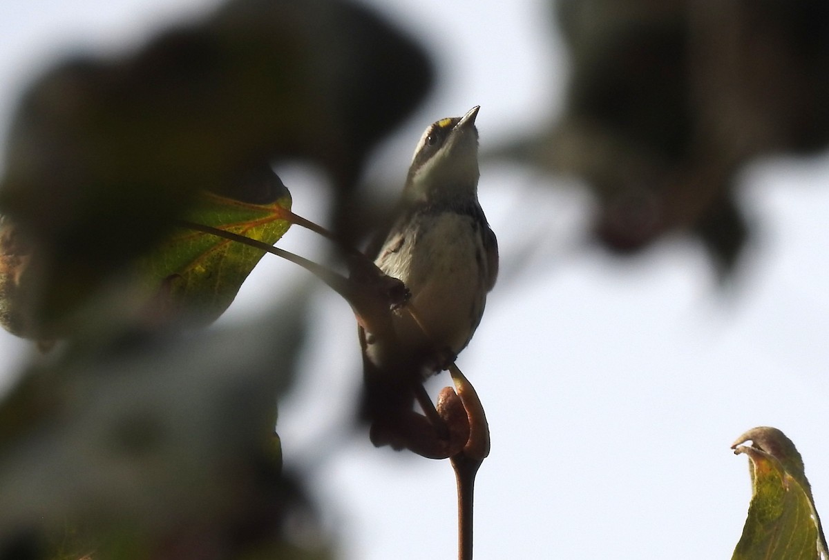 Black-throated Gray Warbler - ML643000501