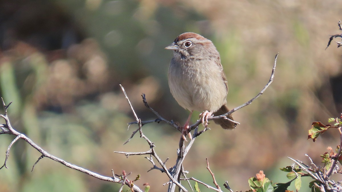 Rufous-crowned Sparrow - ML643000531