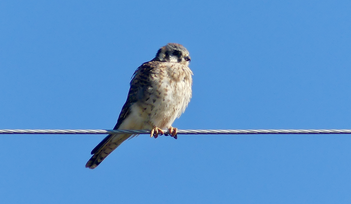 American Kestrel - ML643000535