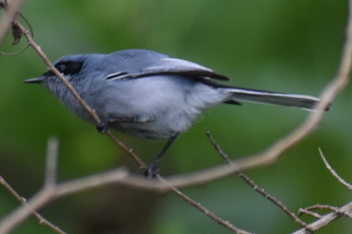 Masked Gnatcatcher - ML643000551