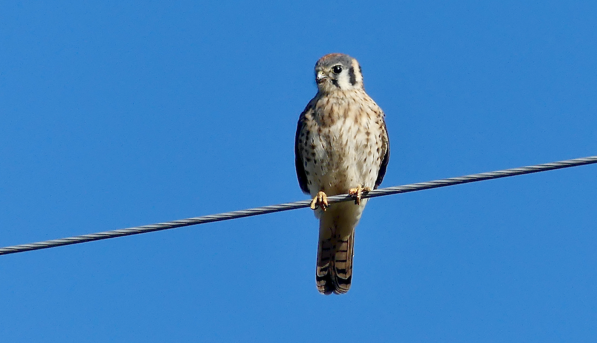 American Kestrel - ML643000553