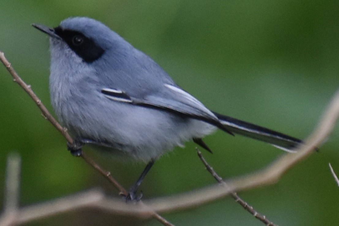 Masked Gnatcatcher - ML643000554
