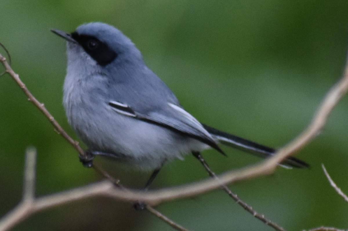 Masked Gnatcatcher - ML643000555