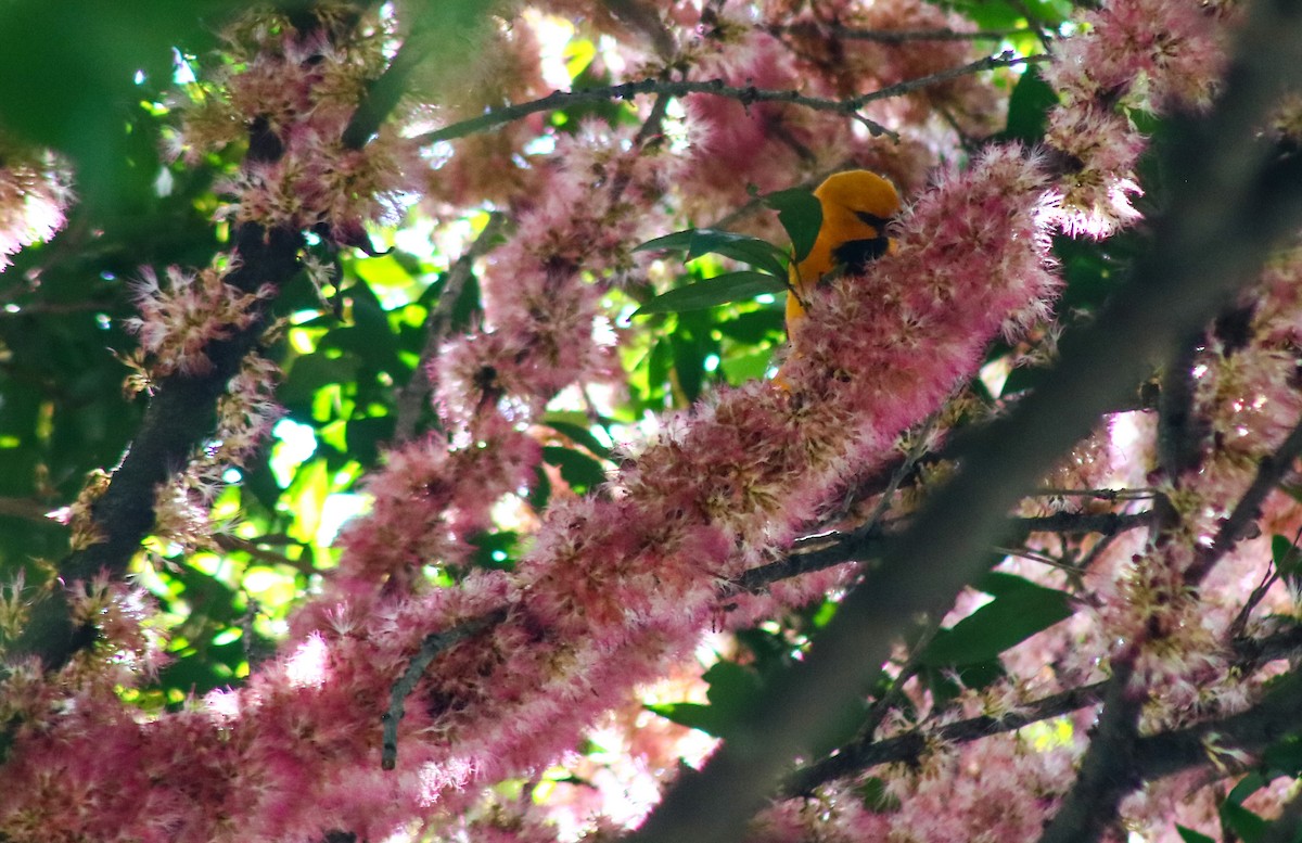 Yellow Oriole - ML643000559