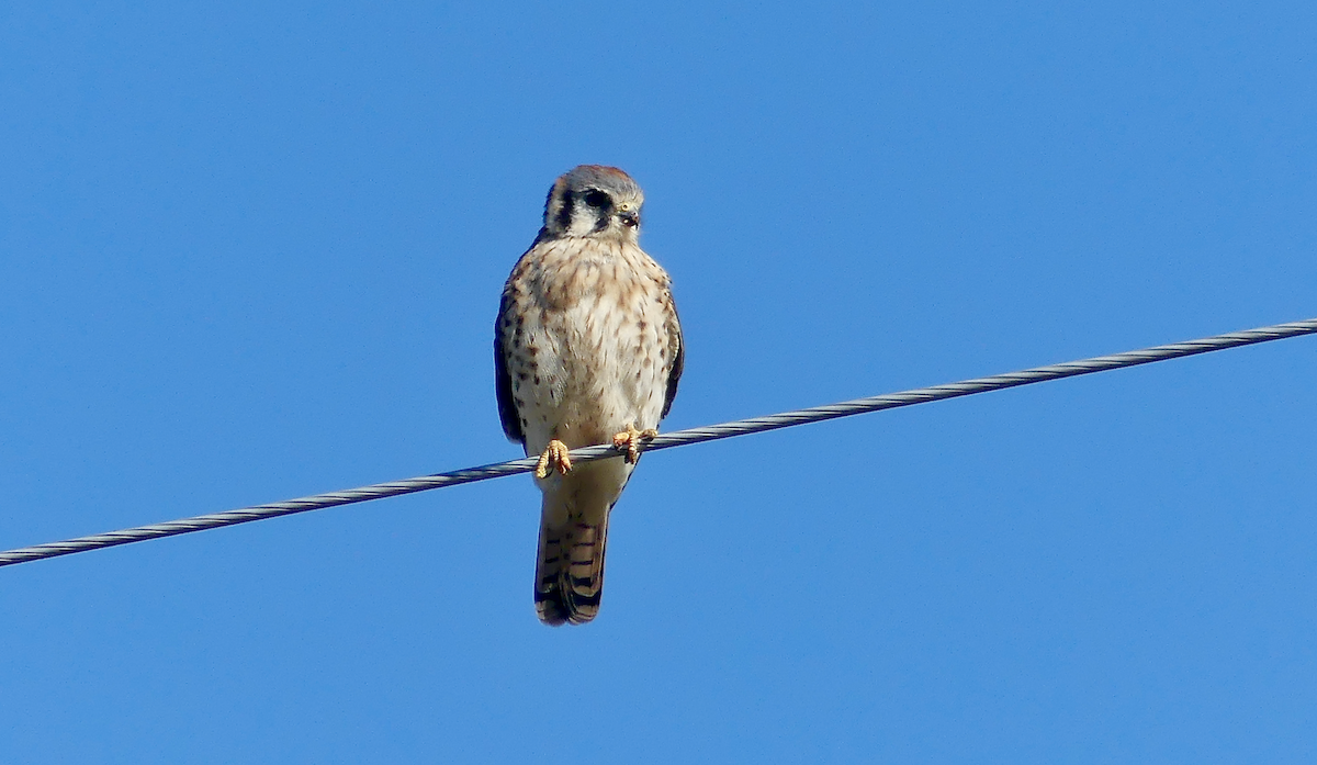 American Kestrel - ML643000566