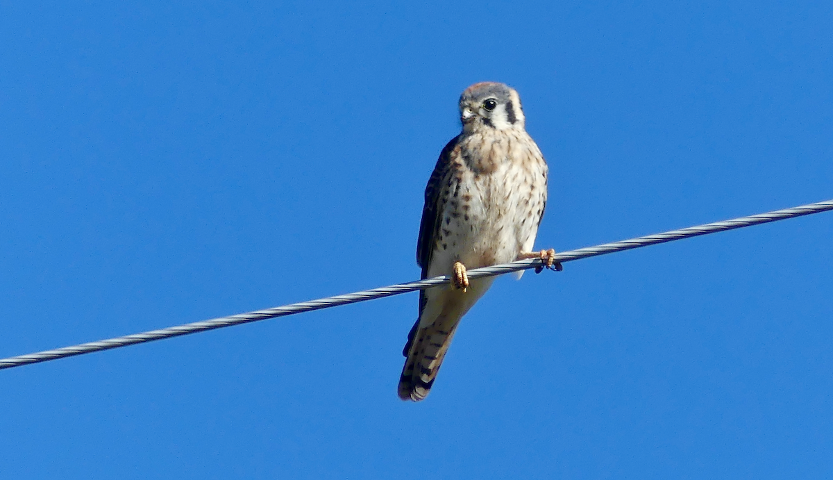 American Kestrel - ML643000576