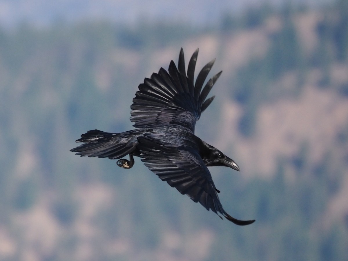 Common Raven - ML643000577