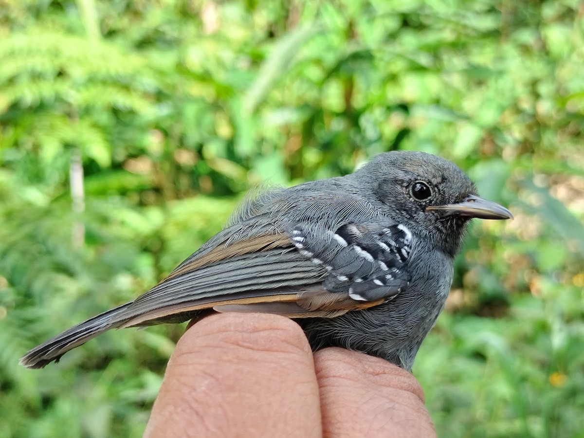 Slaty Antwren - ML643000591