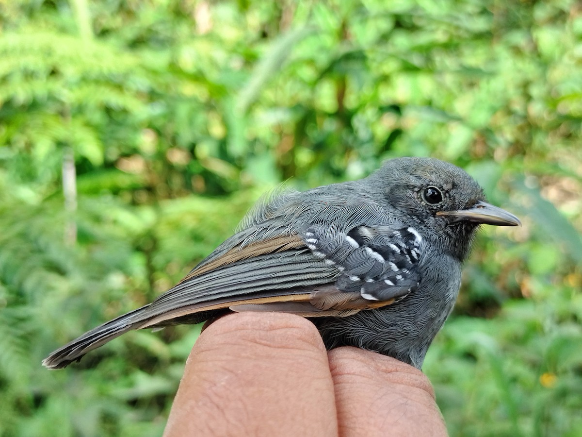 Slaty Antwren - ML643000592
