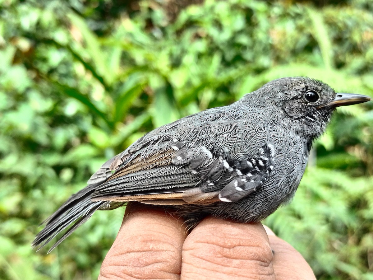 Slaty Antwren - ML643000593