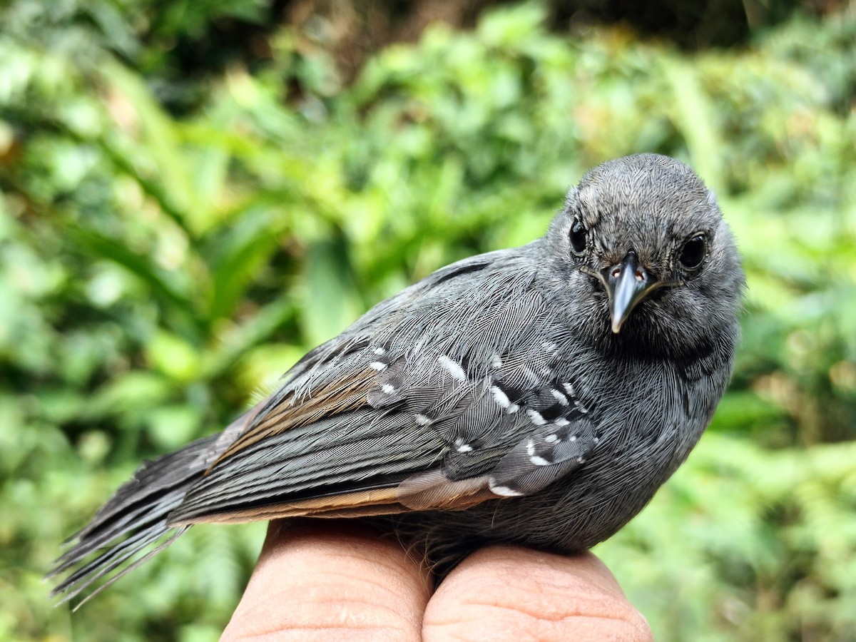 Slaty Antwren - ML643000594