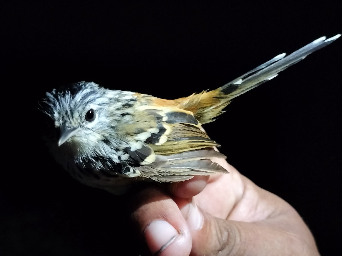 Klages's Antbird - ML643000623