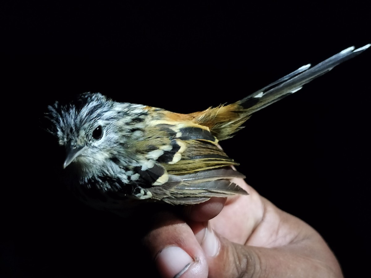 Klages's Antbird - ML643000624