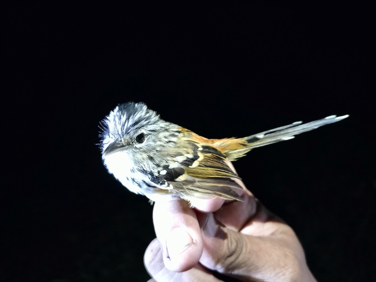 Klages's Antbird - ML643000625