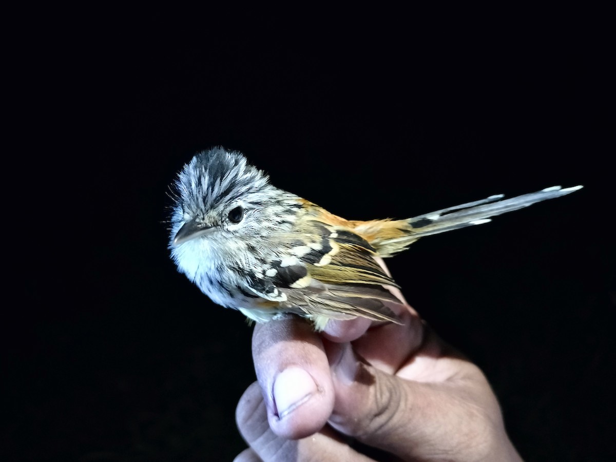 Klages's Antbird - ML643000626