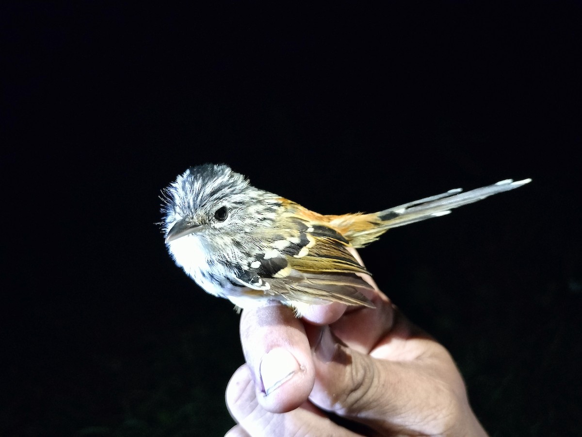 Klages's Antbird - ML643000627