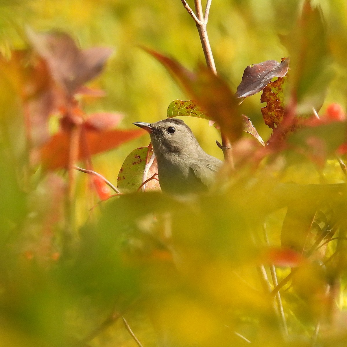 Katzenspottdrossel - ML643000636