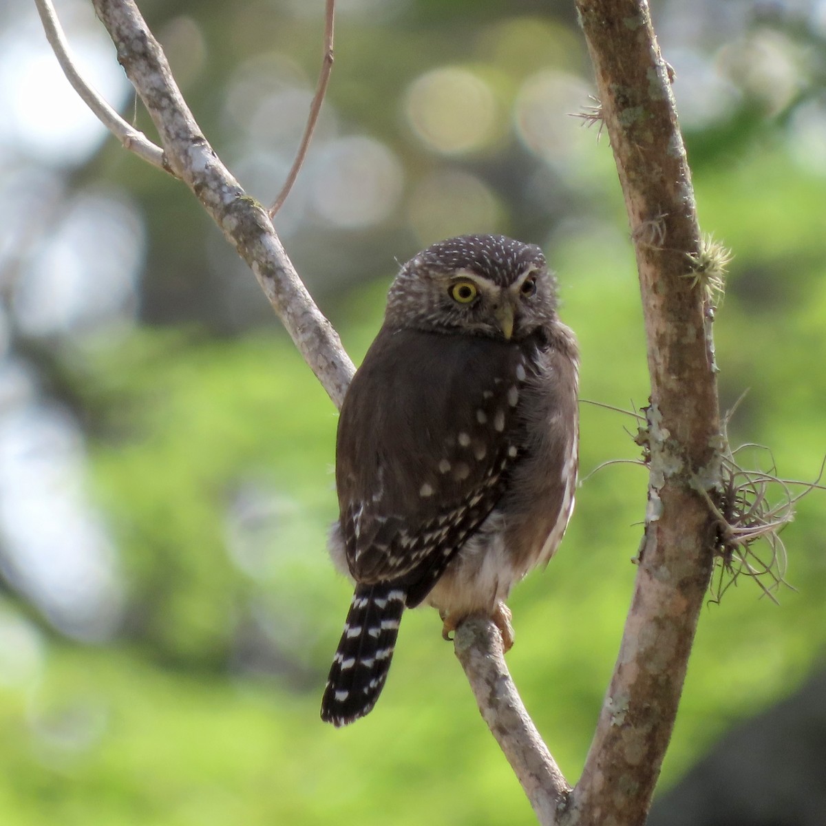 Ferruginous Pygmy-Owl - ML643000655