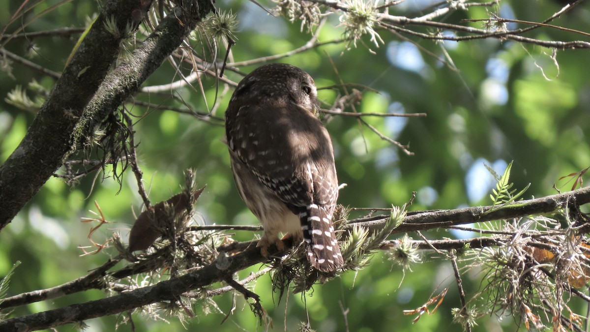 Ferruginous Pygmy-Owl - ML643000656