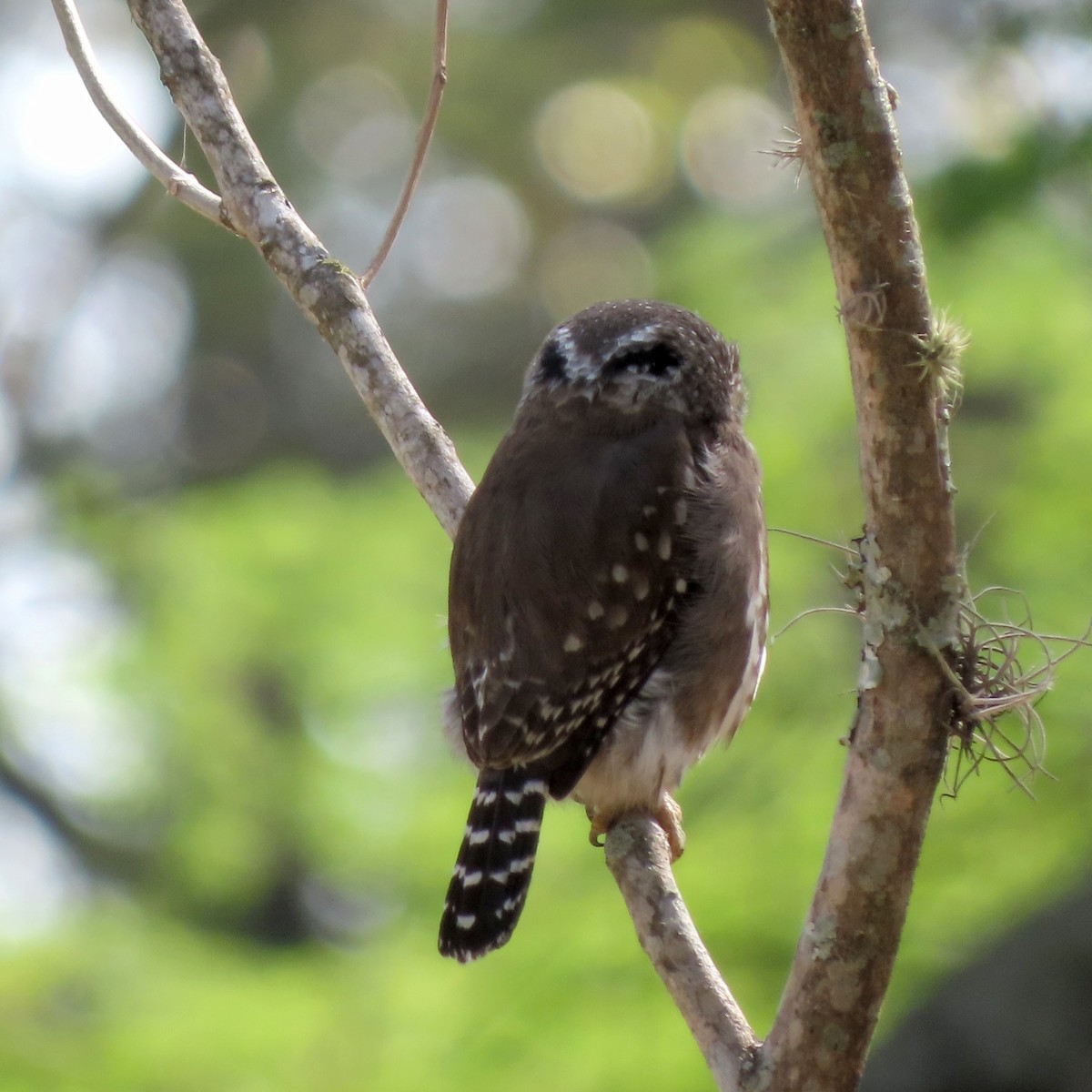Ferruginous Pygmy-Owl - ML643000657