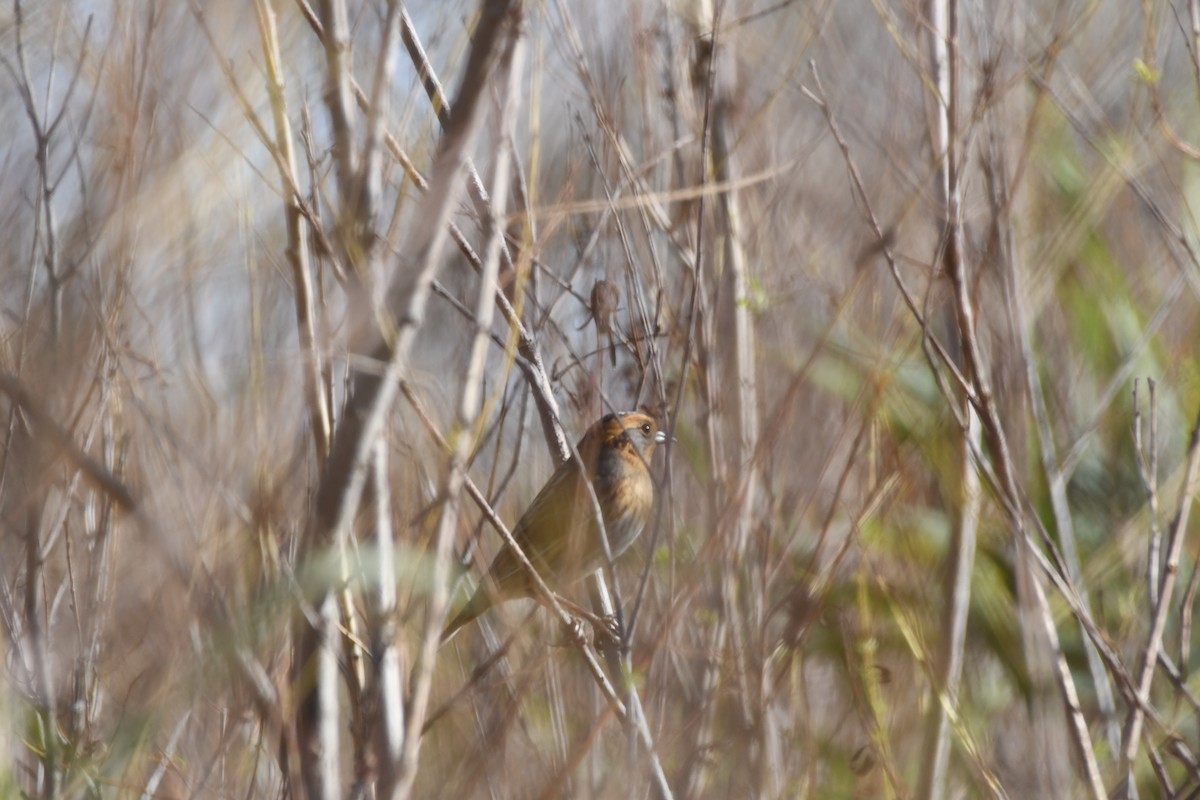 Nelson's Sparrow - Dan Steakley