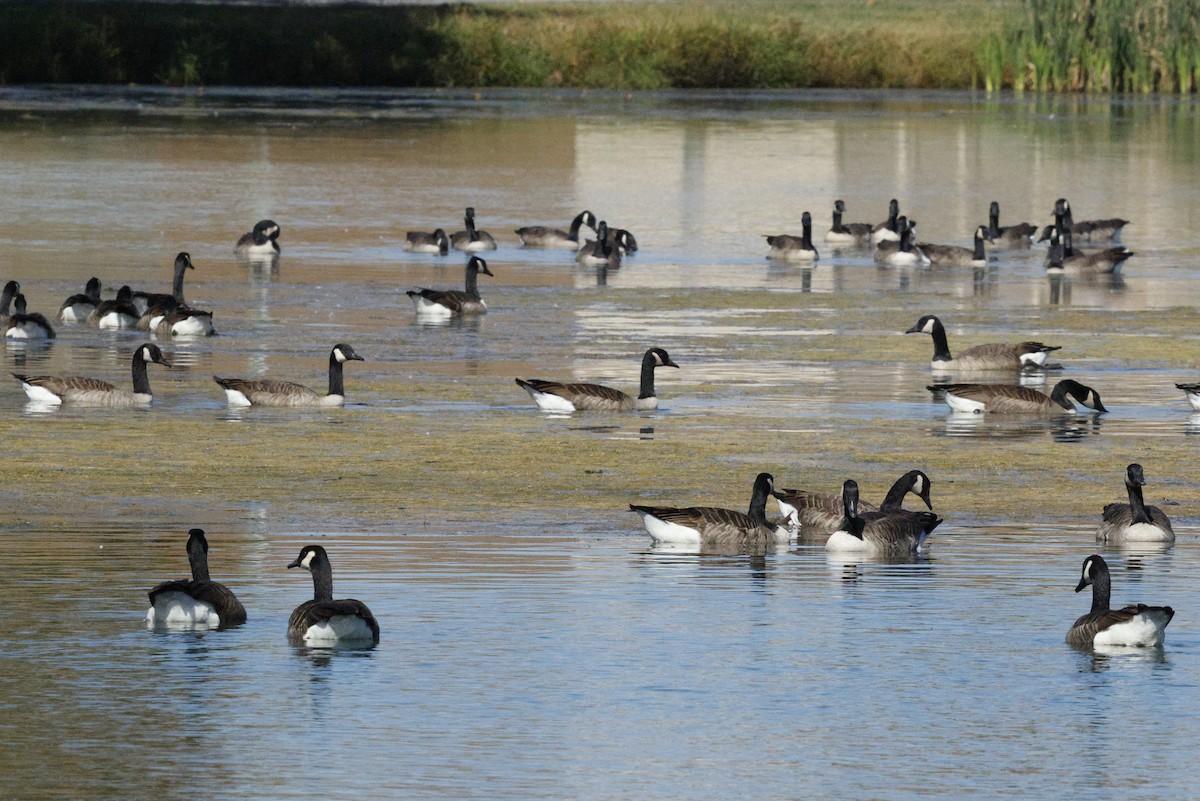 Canada Goose - ML643000676