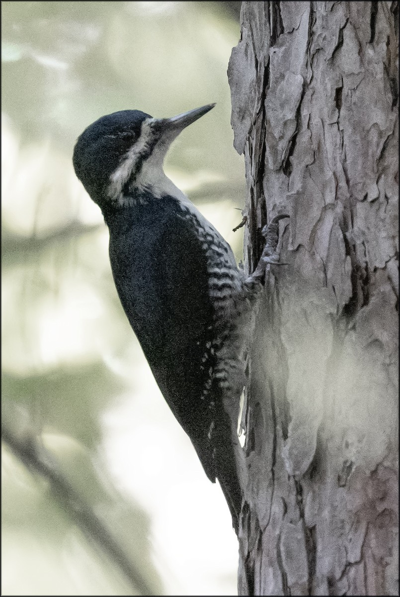 Black-backed Woodpecker - ML643000678