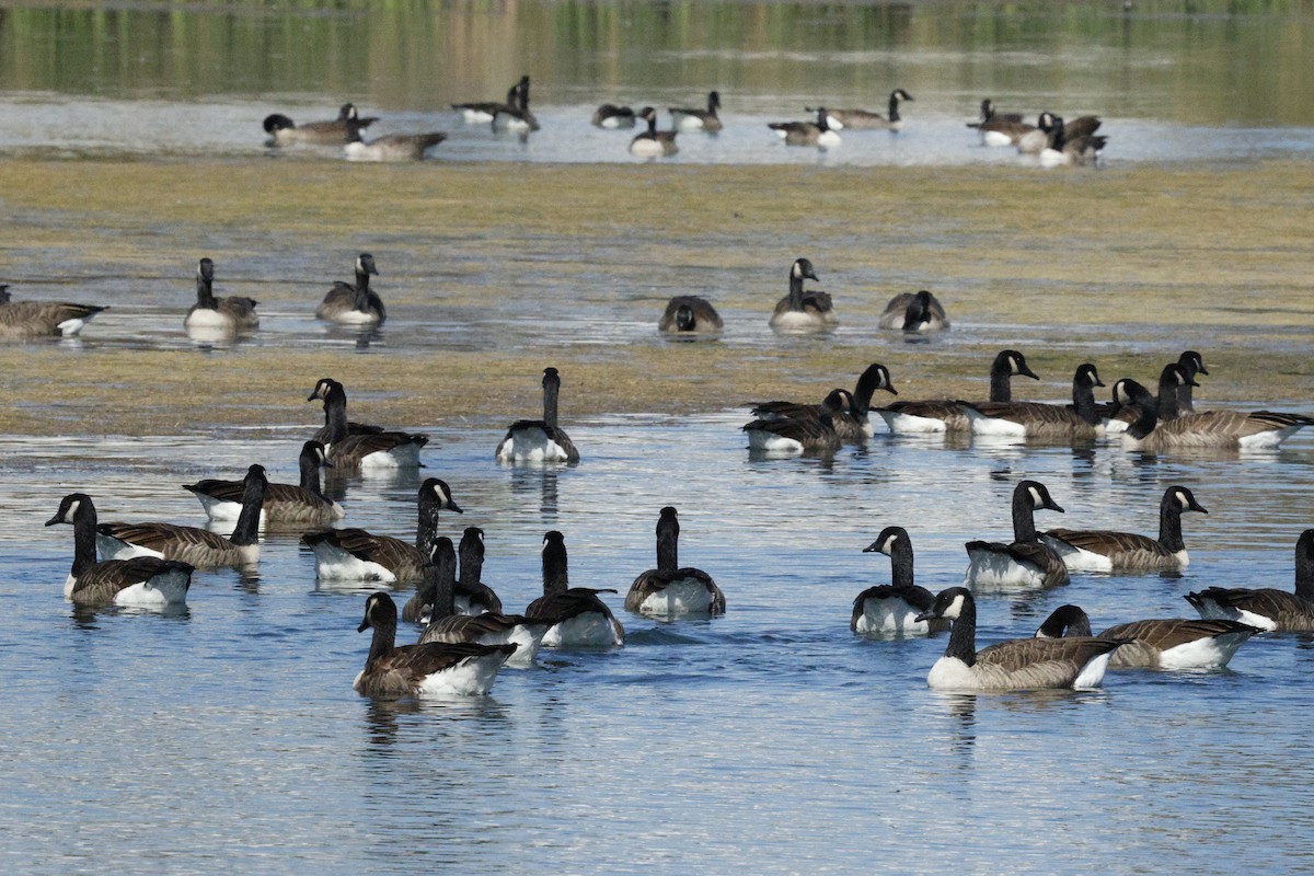 Canada Goose - ML643000682