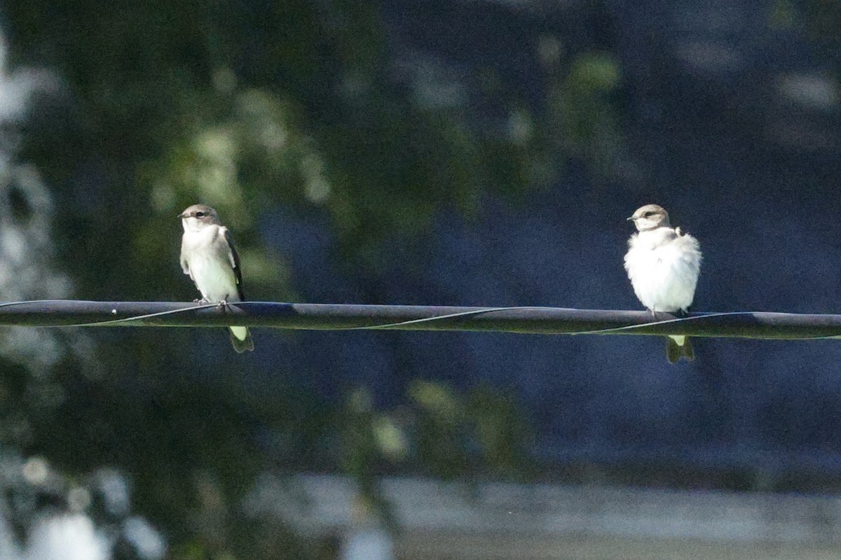 Northern Rough-winged Swallow - ML643000687