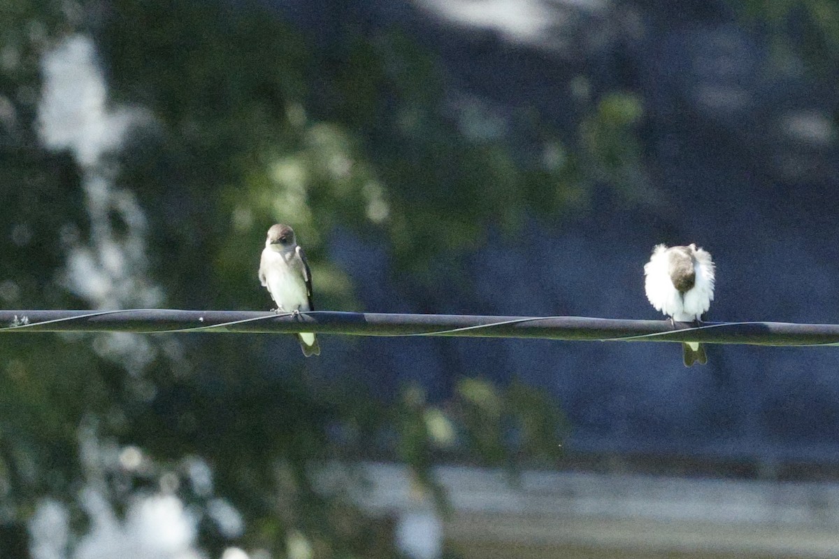 Northern Rough-winged Swallow - ML643000692