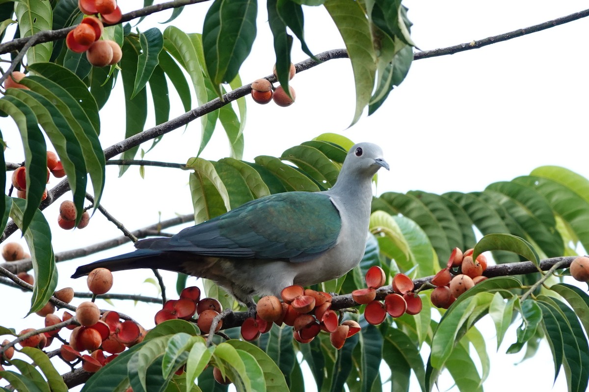 Green Imperial-Pigeon - ML643000713