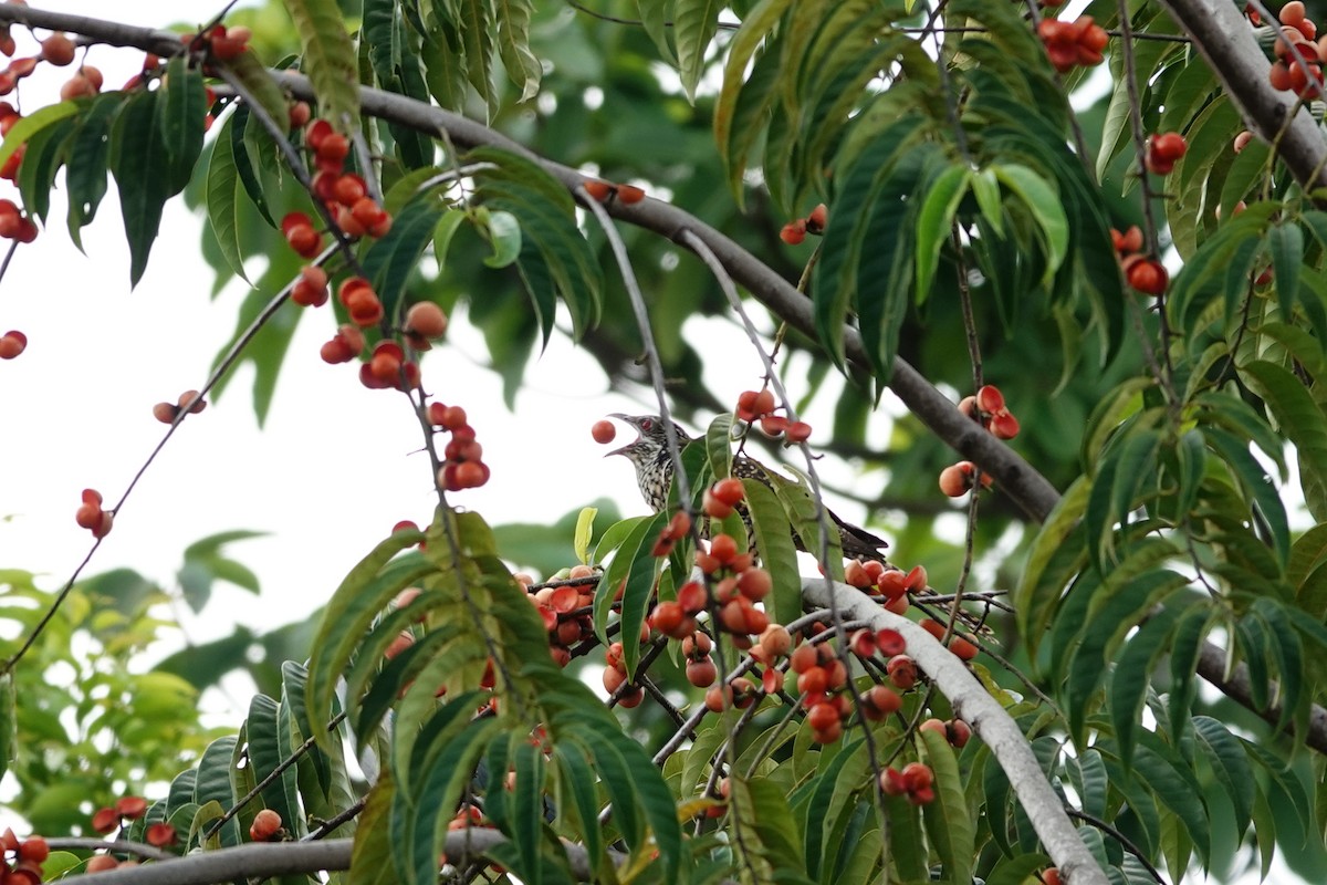 Asian Koel - ML643000744