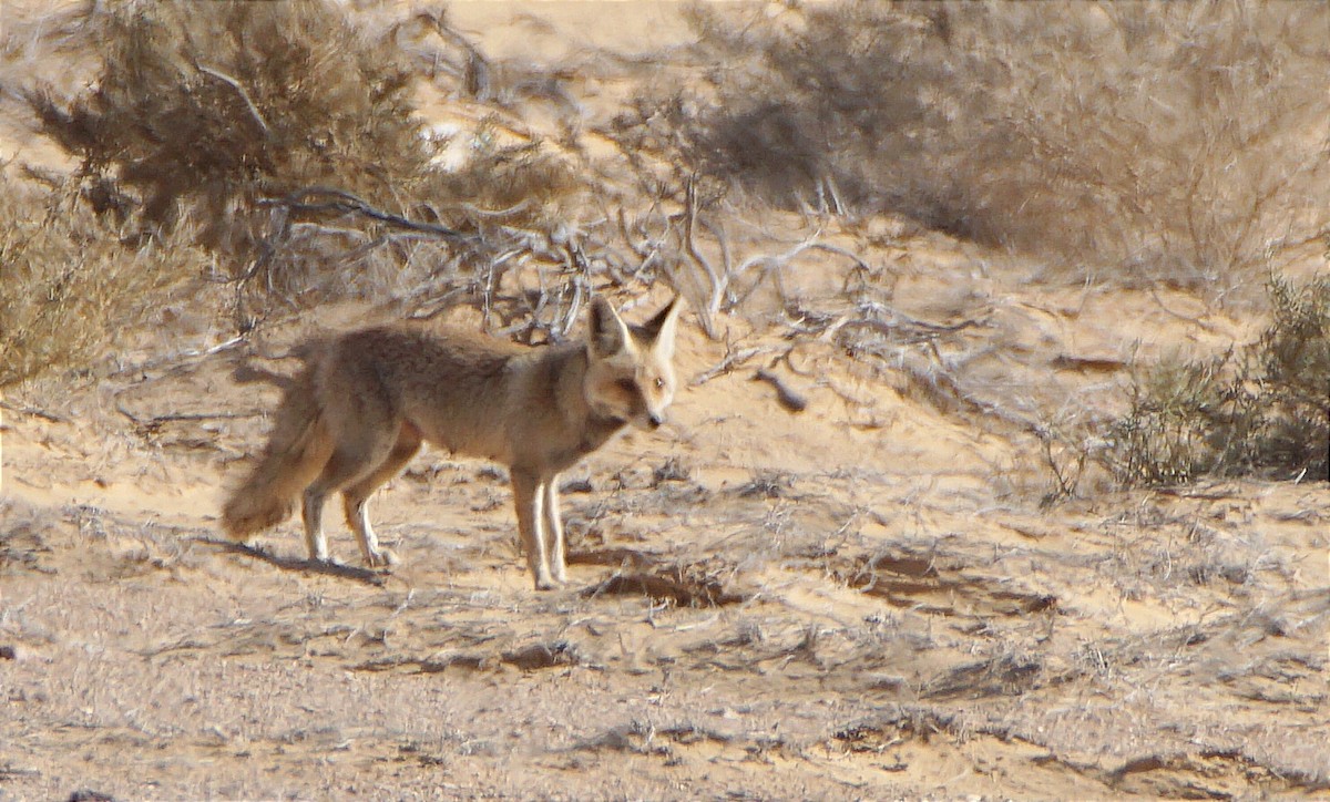 Red Fox - ML643000751